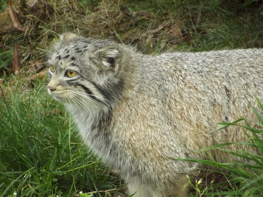 Pallas cat 02