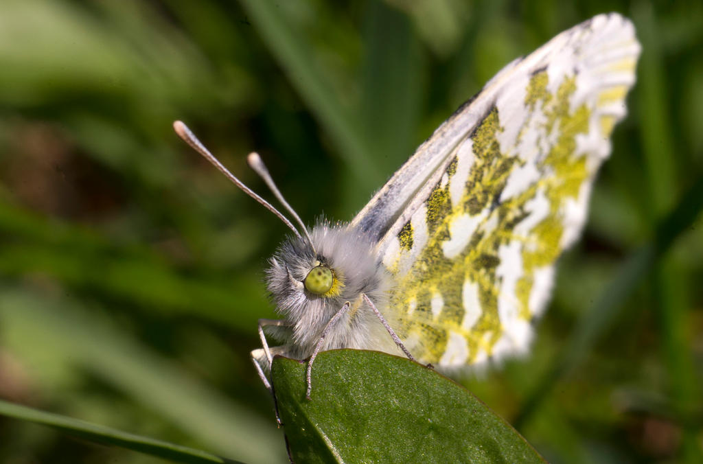 Butterfly eyes