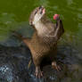 Otter with lunch
