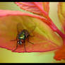 Common House Fly 1