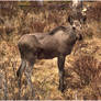 Young Elgin Park Moose