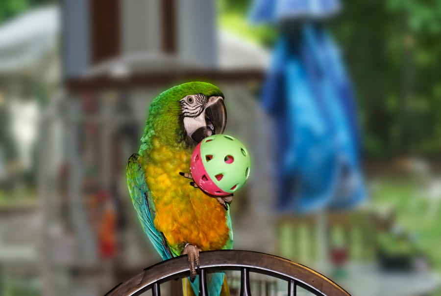 Kiwi The Macaw