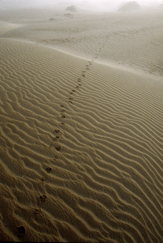 Coyote Tracks