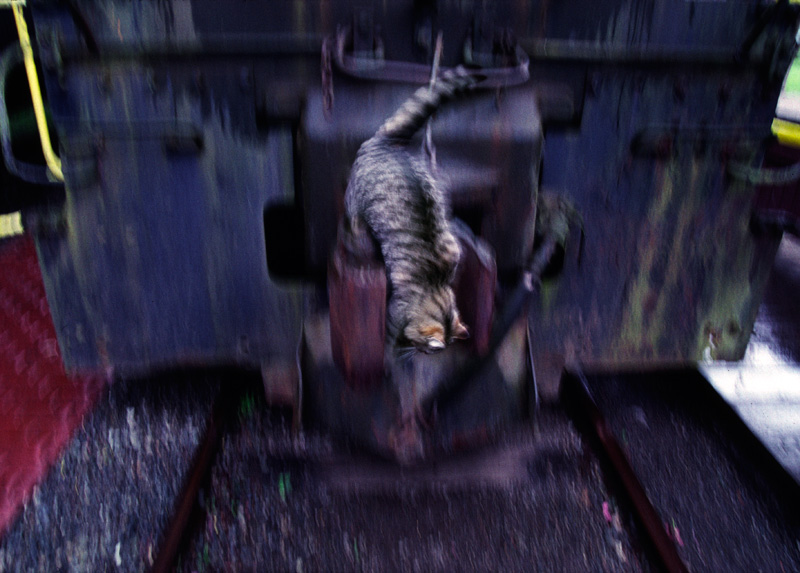 Cat leaving the Train