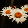 Camomile2