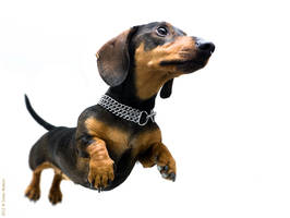 flying dachshund
