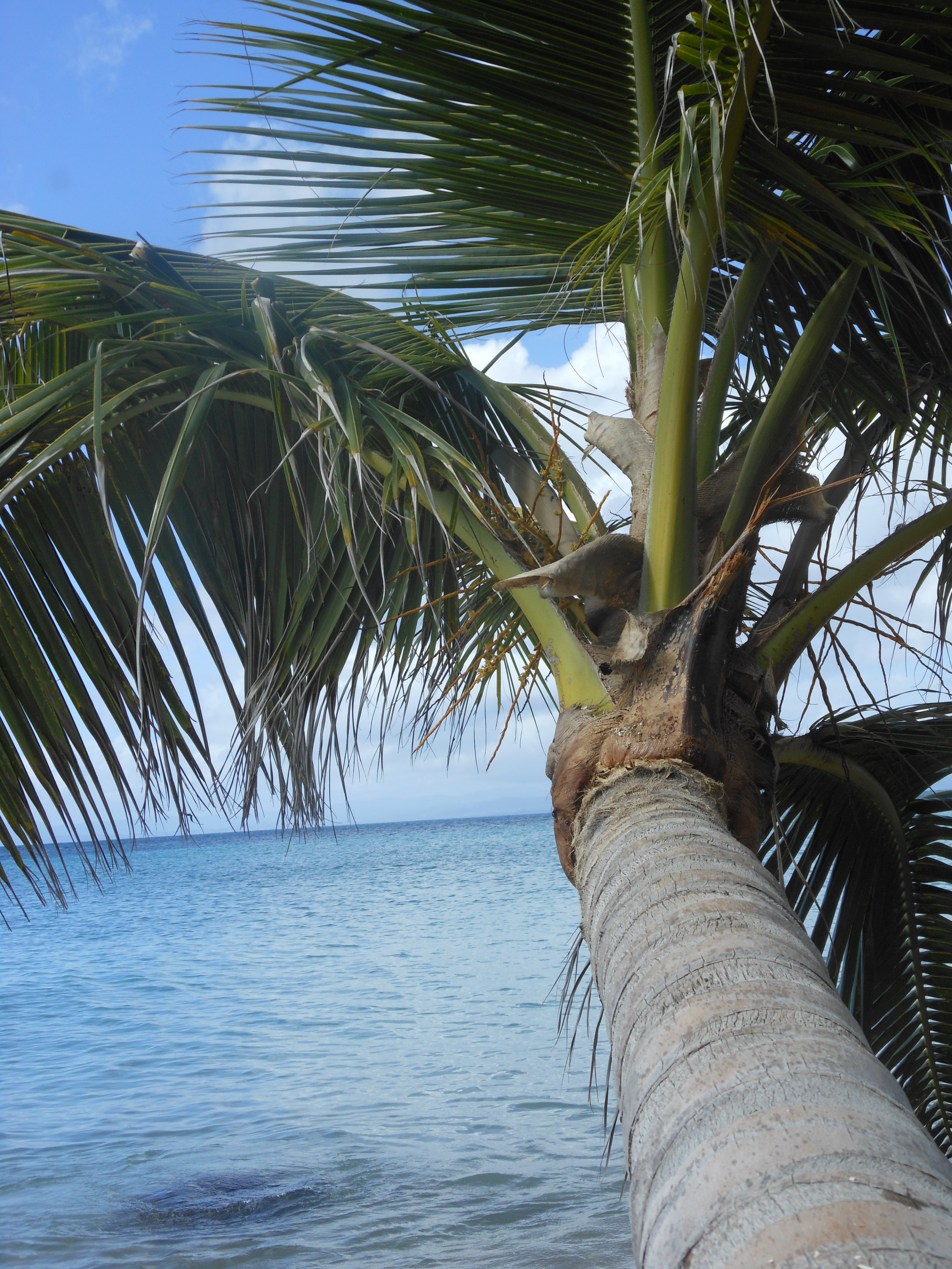 Fallen Palm