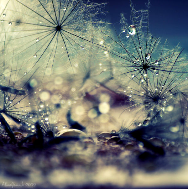 Drops meet Dandelions by Alinschki