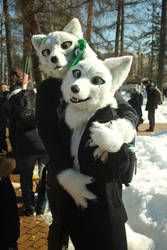 Two white fox