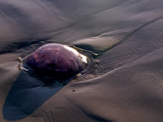 Purple Jelly