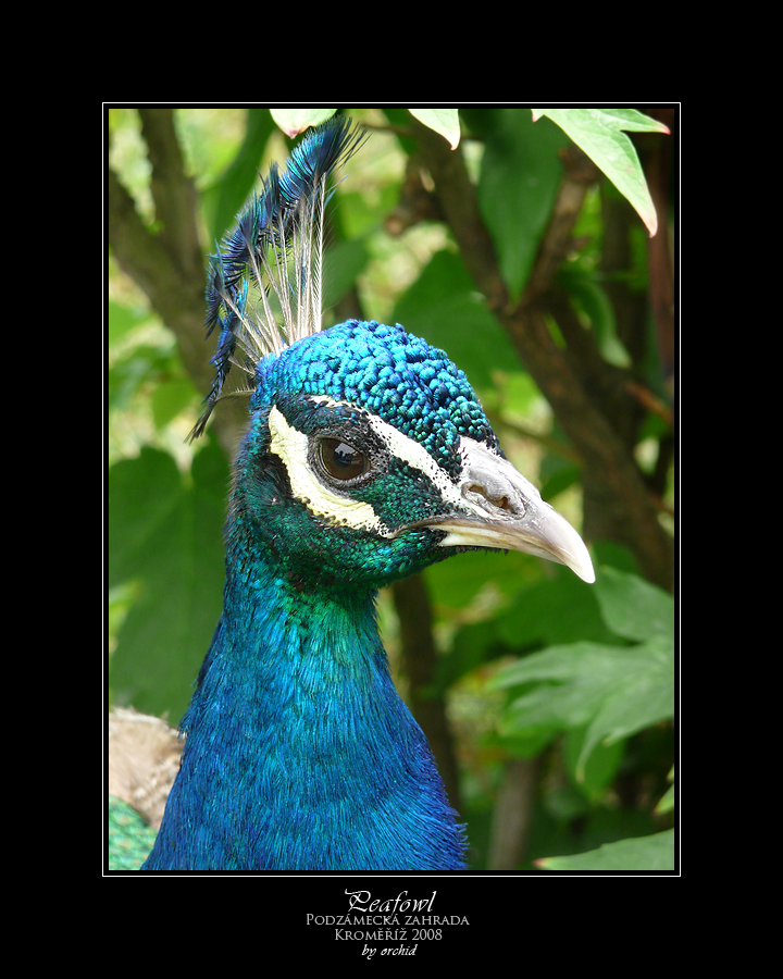 Peafowl