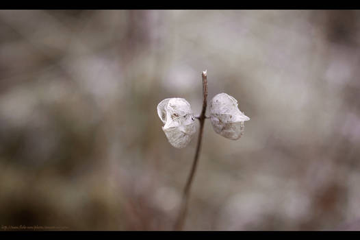 Phallic flower...