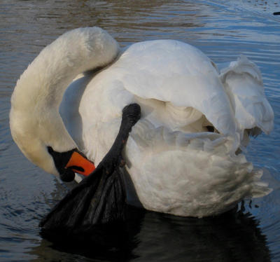 preening