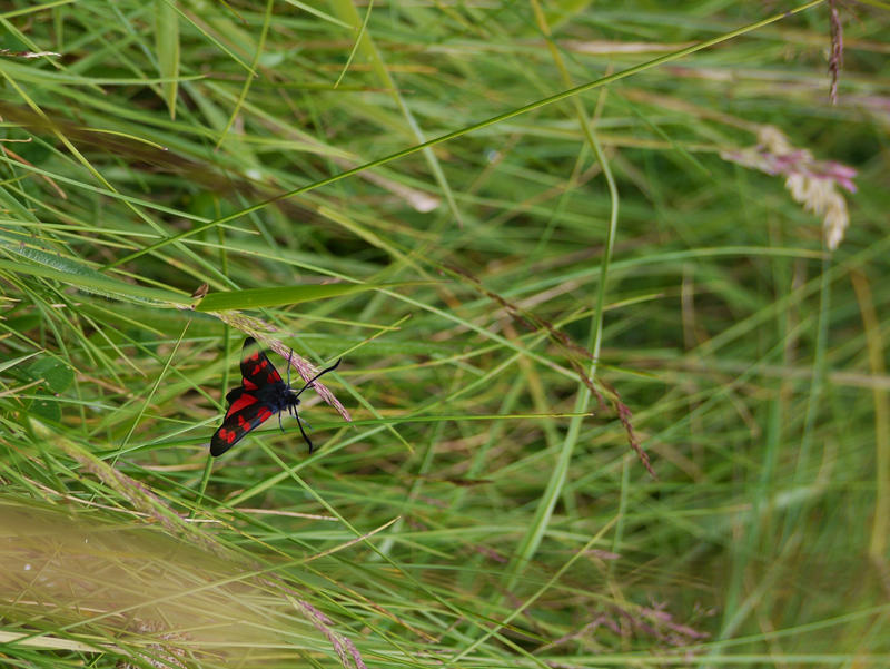 another Six Spot Burnet Moth