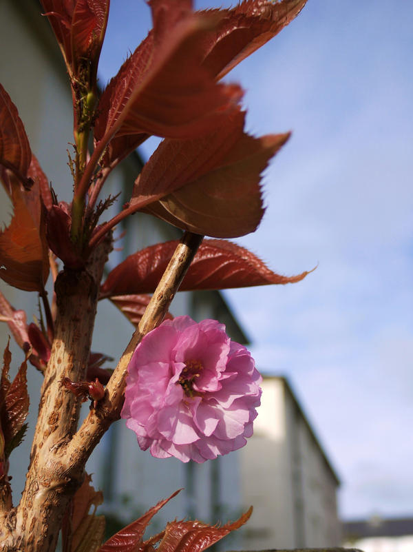 first blossom