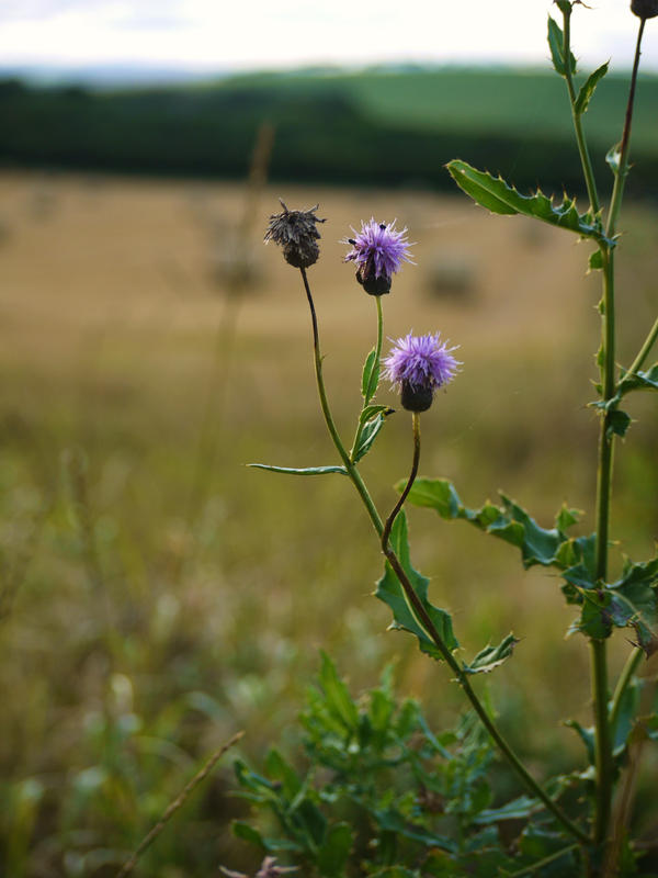 thistles at harvest time