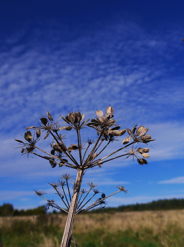 dried hogweed