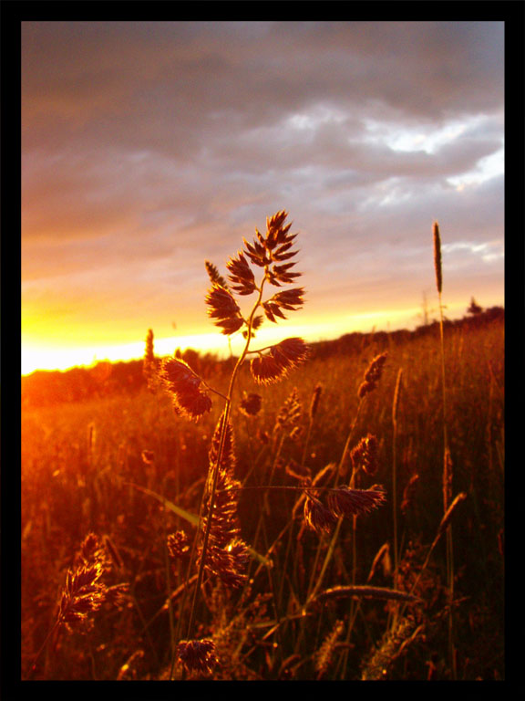 hayfield at sunset