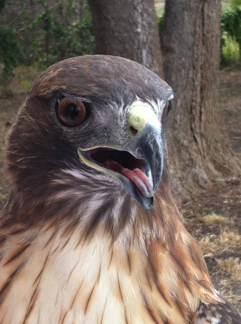 Derpy Hawk by Vaiyah on DeviantArt