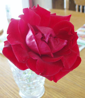 Giant Rose, close up