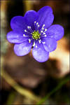 Anemone hepatica by raido-ehwaz