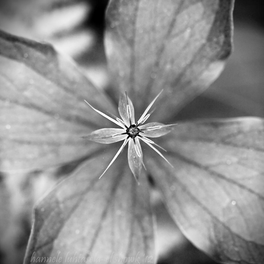 Paris quadrifolia II