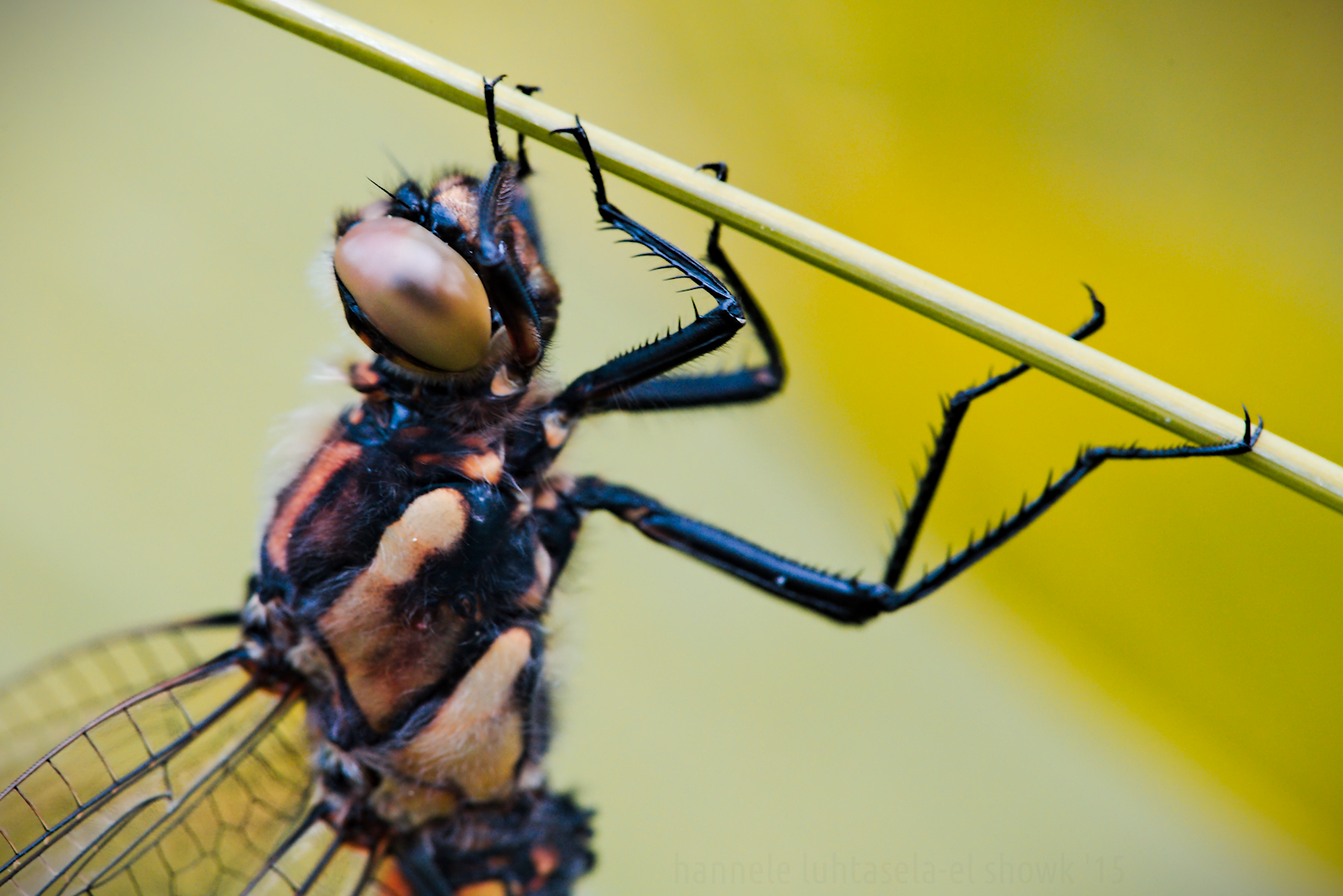 dragonfly at rest