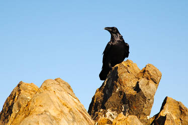 mount tam raven