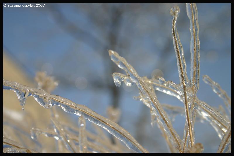 Ice Grass 2