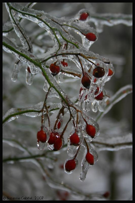 ice berries 2