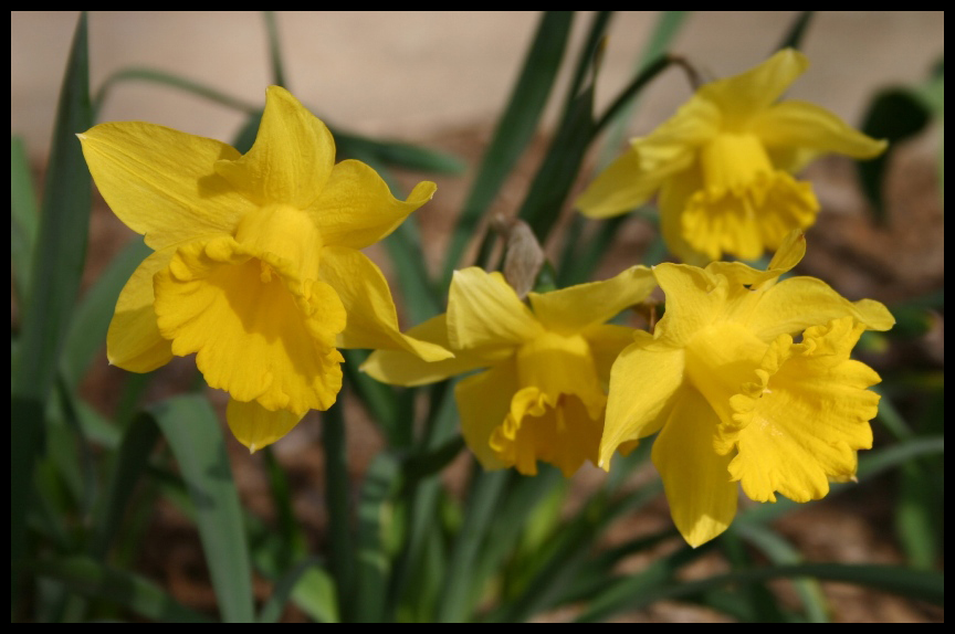 Daffodils