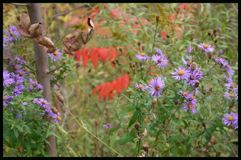 Autumn Glade 2