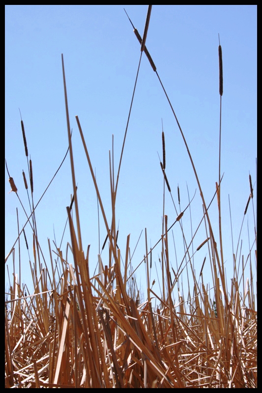 reeds