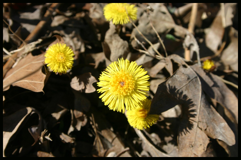 the first flowers...