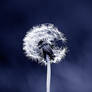 Dandelion III