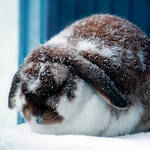 Snowbunny by Ravenveer
