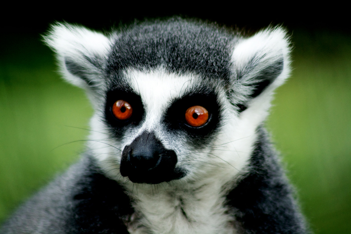 Lemur