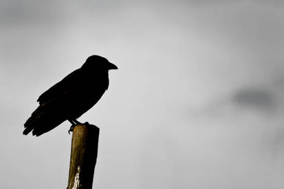 Crow on pole