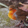 Rockin Robin