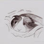 Boceto de mi cobaya [Sketch of my guinea pig]