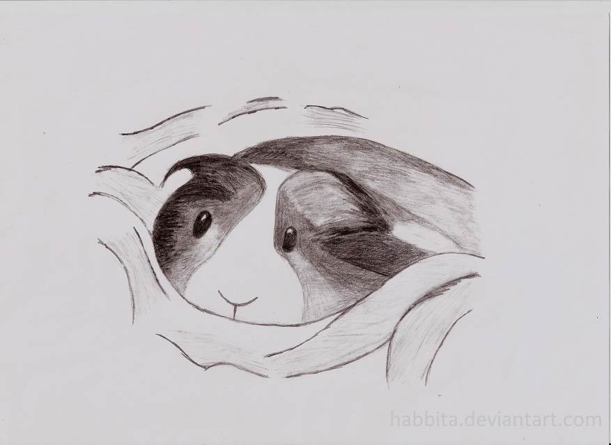 Boceto de mi cobaya [Sketch of my guinea pig]