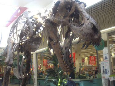 Tyrannosaurus in a supermarket