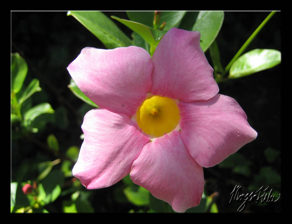 Pink Flower With Yellow Center By