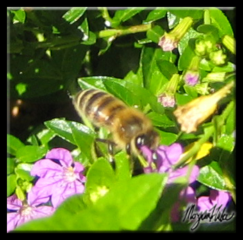 Bee