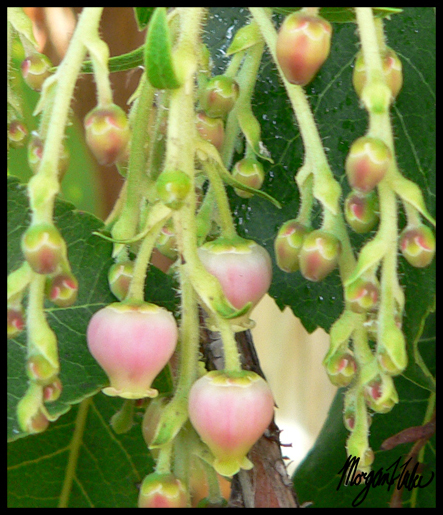 Heart Berries