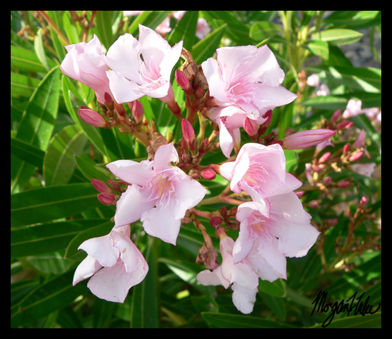 Pink Flowers