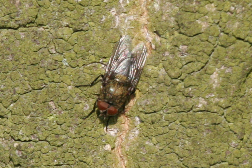 Tree Fly