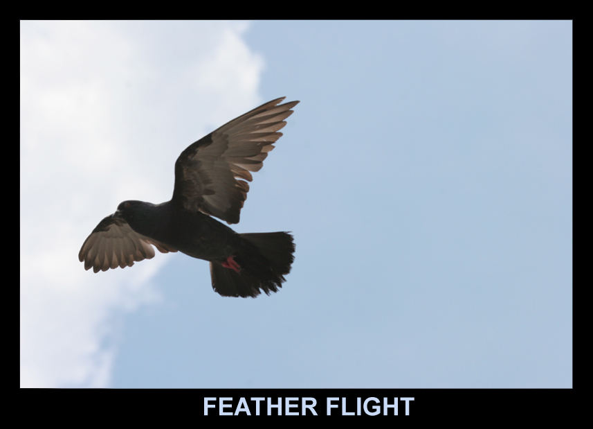 Feather Flight