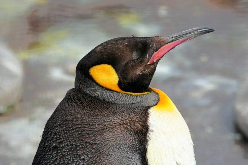 Penguin Portrait