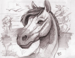 Horse Sketch Practice